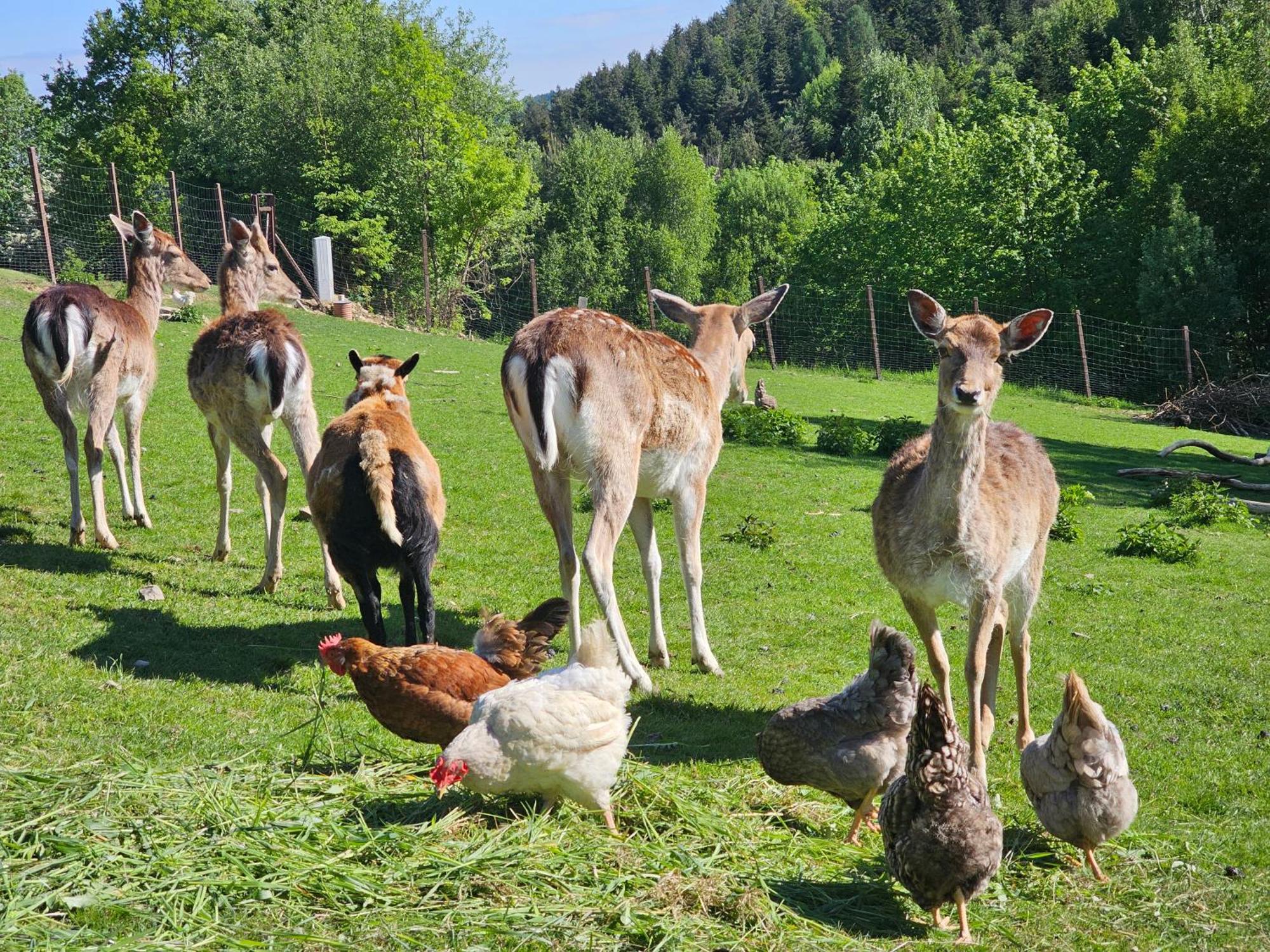 Ferienhaus Osada Mala Kozowka Myślenice